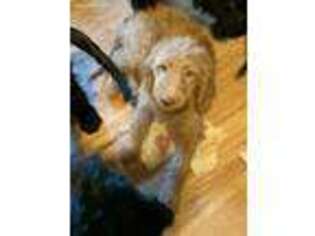 Goldendoodle Puppy for sale in Red Bluff, CA, USA