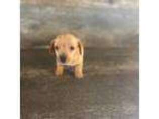 Dachshund Puppy for sale in Aiken, SC, USA