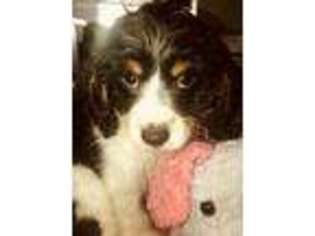 Cavachon Puppy for sale in Cottageville, SC, USA