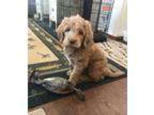 Labradoodle Puppy for sale in Isle, MN, USA