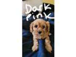 Cavapoo Puppy for sale in Millstadt, IL, USA