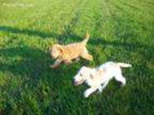 Goldendoodle Puppy for sale in Dearborn, MI, USA