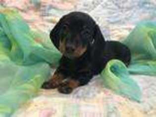Dachshund Puppy for sale in South Haven, MN, USA