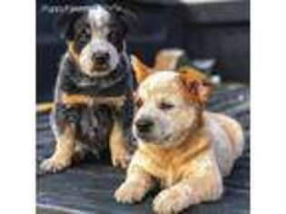 Australian Cattle Dog Puppy for sale in Napa, CA, USA