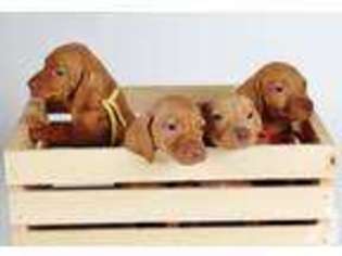 Vizsla Puppy for sale in SAINT GEORGE, UT, USA