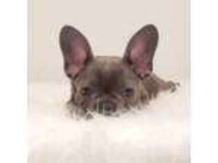 French Bulldog Puppy for sale in Edison, NJ, USA