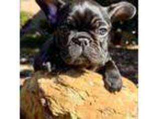 French Bulldog Puppy for sale in Silverhill, AL, USA