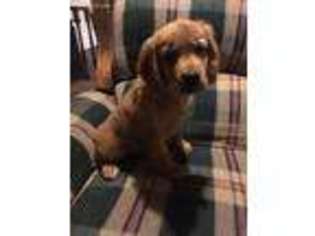 Mutt Puppy for sale in Big Bear City, CA, USA