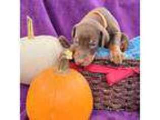 Doberman Pinscher Puppy for sale in Pryor, OK, USA