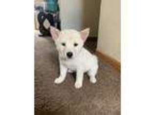 Shiba Inu Puppy for sale in Columbus, OH, USA
