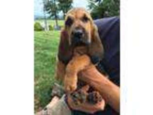 Bloodhound Puppy for sale in Carlisle, PA, USA