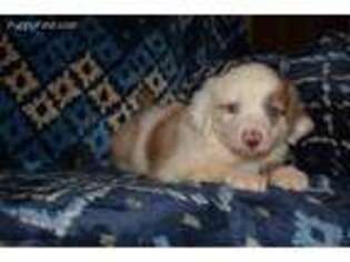 Miniature Australian Shepherd Puppy for sale in Rogersville, AL, USA