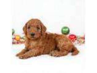 Mutt Puppy for sale in Decorah, IA, USA