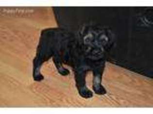 Mutt Puppy for sale in Vilonia, AR, USA