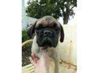 Pug Puppy for sale in Humboldt, IL, USA