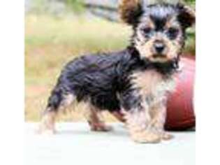 Yorkshire Terrier Puppy for sale in Corvallis, MT, USA