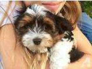 Havanese Puppy for sale in MILWAUKEE, WI, USA