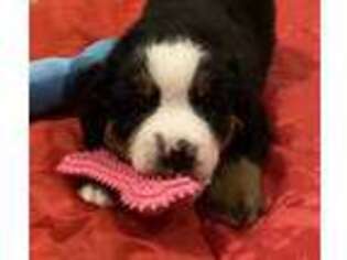 Bernese Mountain Dog Puppy for sale in Rural Retreat, VA, USA