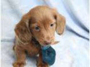 Dachshund Puppy for sale in Greensboro, NC, USA