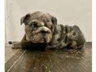 Bulldog Puppy for sale in Bristol, CT, USA