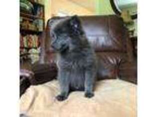 Pomeranian Puppy for sale in Adolphus, KY, USA