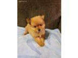 Pomeranian Puppy for sale in Dundalk, MD, USA