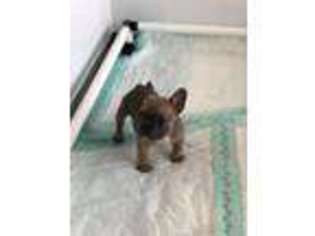 French Bulldog Puppy for sale in Beaumont, TX, USA