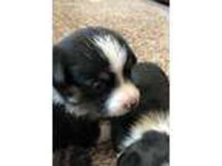 Pembroke Welsh Corgi Puppy for sale in Fritch, TX, USA