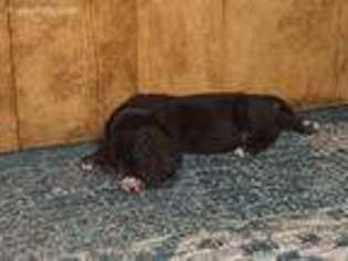 Great Dane Puppy for sale in Henryetta, OK, USA