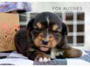 Australian Shepherd Puppy for sale in Harmony, NC, USA