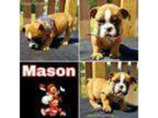 Bulldog Puppy for sale in Harrisonville, MO, USA