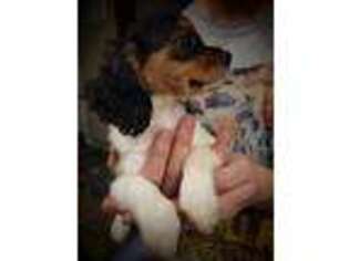 Beagle Puppy for sale in Fyffe, AL, USA