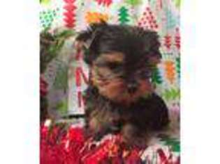 Yorkshire Terrier Puppy for sale in Lake Charles, LA, USA