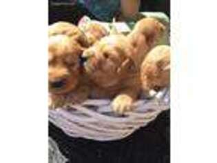 Golden Retriever Puppy for sale in Elizabethtown, NC, USA