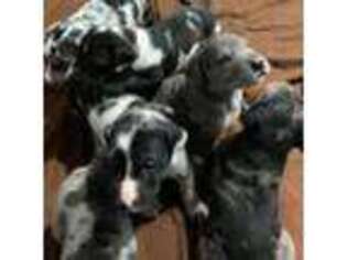 Great Dane Puppy for sale in Ellenboro, NC, USA