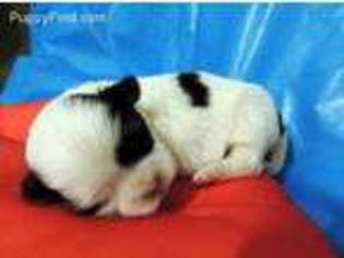 Mal-Shi Puppy for sale in Harrington, DE, USA