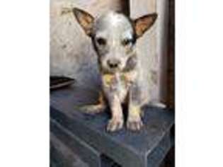 Australian Cattle Dog Puppy for sale in Colorado Springs, CO, USA