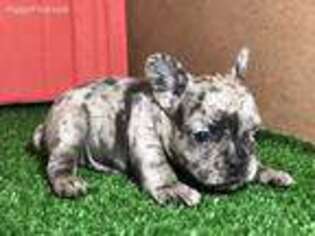 French Bulldog Puppy for sale in Uniondale, NY, USA