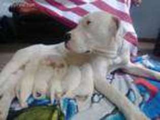 Dogo Argentino Puppy for sale in Athens, GA, USA