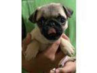 Pug Puppy for sale in Pasadena, MD, USA