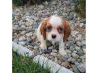 Cavalier King Charles Spaniel Puppy for sale in Cherokee, NC, USA