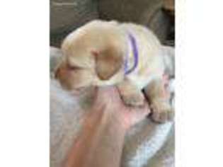 Labrador Retriever Puppy for sale in Saegertown, PA, USA