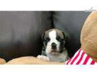 Bulldog Puppy for sale in Austin, TX, USA