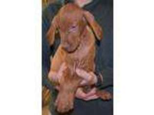 Vizsla Puppy for sale in Gillsville, GA, USA