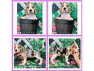 Beagle Puppy for sale in Bonneau, SC, USA