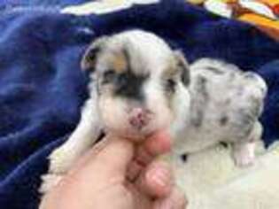 Miniature Australian Shepherd Puppy for sale in Ringling, OK, USA