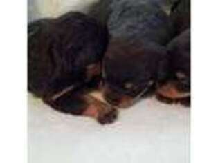 Rottweiler Puppy for sale in Fairhaven, MA, USA