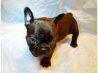 Medium Photo #1 French Bulldog Puppy For Sale in Hartford, CT, USA