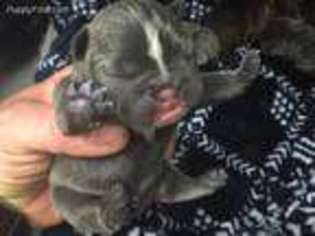 French Bulldog Puppy for sale in Cherry Valley, NY, USA