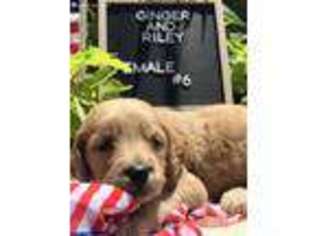 Goldendoodle Puppy for sale in Greenwood, AR, USA